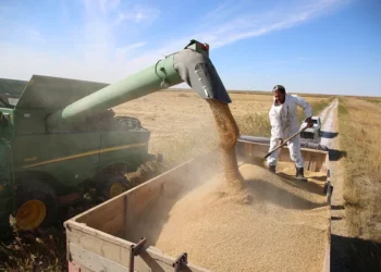 Қазақстанда 5,9 млн тонна астық жиналды