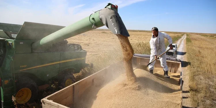 Қазақстанда 5,9 млн тонна астық жиналды