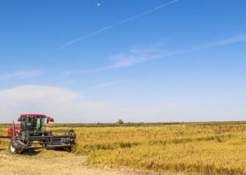 Қызылордалық диқандар 470 мың тоннаға жуық күріш жинады