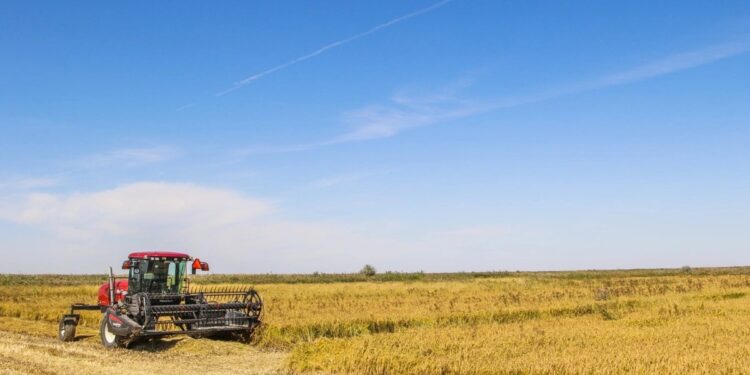 Қызылордалық диқандар 470 мың тоннаға жуық күріш жинады